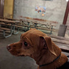 Lucky Labrador Brew Pub