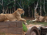 Carnivore