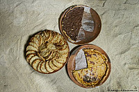 Les 3 continents