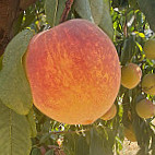 Russian River Brewing Company