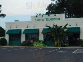 Lotus Blossom