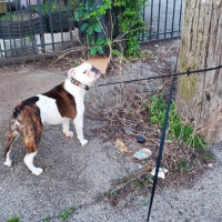 Chicago Kalbi Korean Bbq