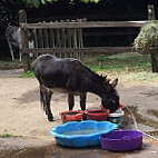 The Donkey