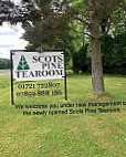 The Scotts Pine