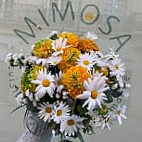 Mimosa
