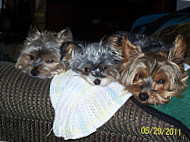 Gypsy Wagon Espresso Inc.